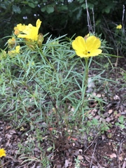 Calylophus