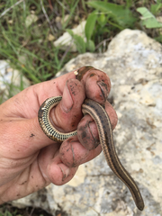 Tropidoclonion lineatum