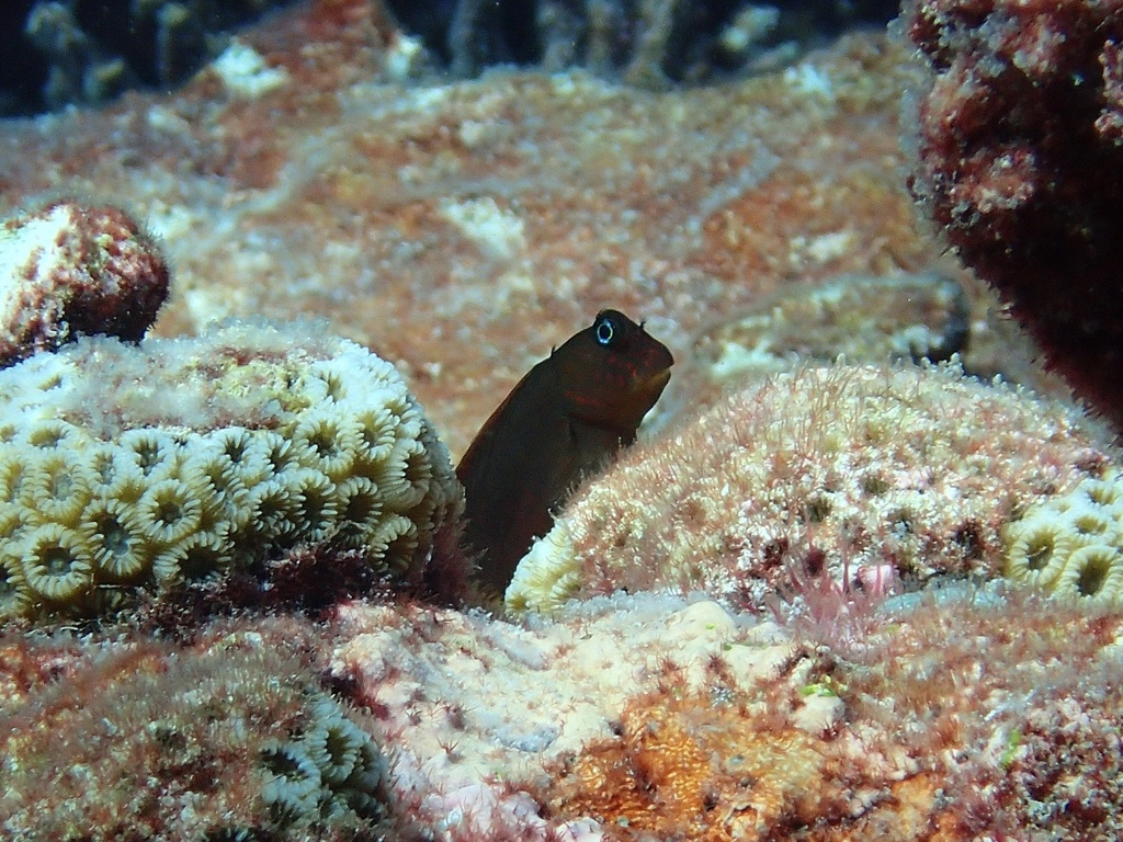 Banded fringe blenny (Cirripectes variolosus) — Blenniidae