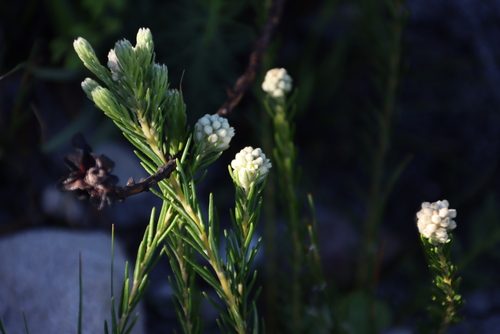 Image of Phylica imberbis by (c) Tony Rebelo, some rights reserved (CC BY-SA)