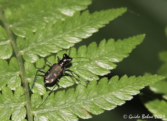 Cylindera versicolor