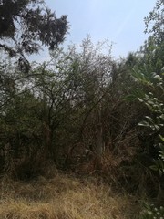 Condalia velutina