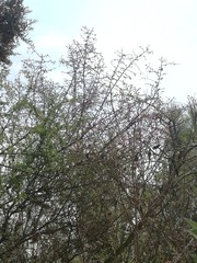 Condalia velutina