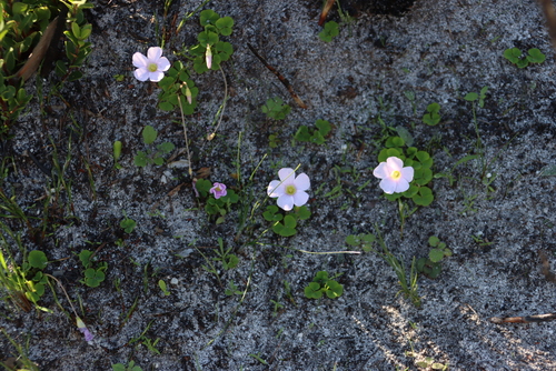 Image of Alternating Sorrel (Oxalis commutata) by (c) Tony Rebelo, some rights reserved (CC BY-SA)