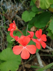 Pelargonium inquinans