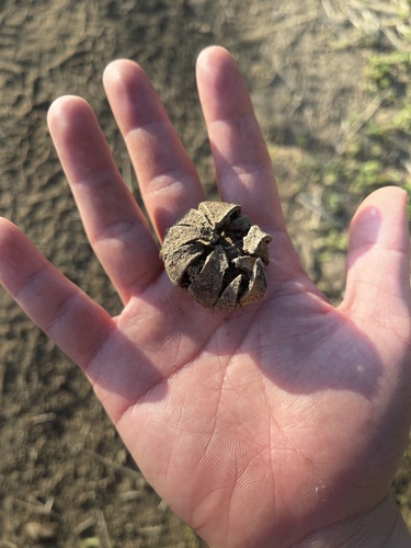 iNaturalist observation photo of Barometer Earthstars