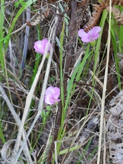 Oxalis bifida