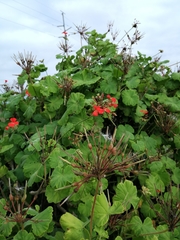 Pelargonium inquinans