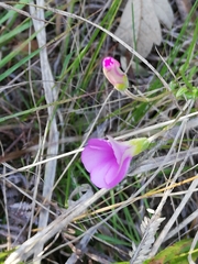 Oxalis bifida