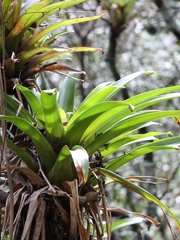 Tillandsia denudata