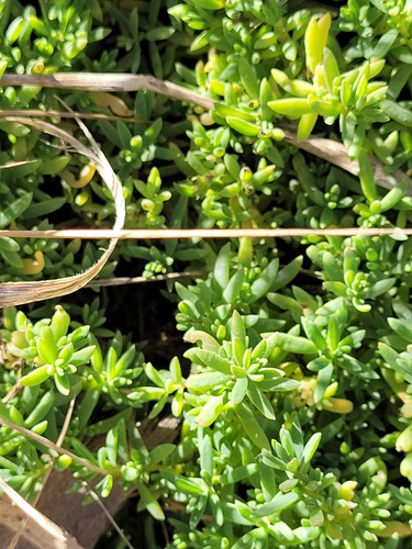 Crassula moschata