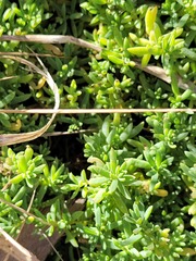 Crassula moschata