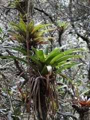 Tillandsia denudata