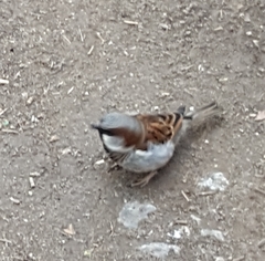 Passer domesticus