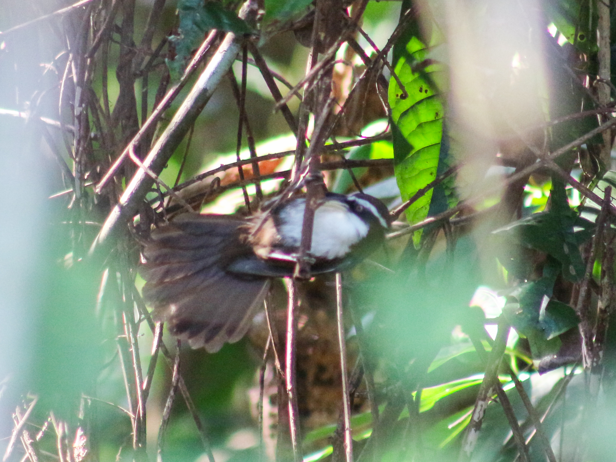White-browed Scimitar Babbler