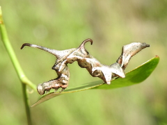 Phyprosopus callitrichoides