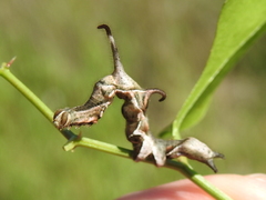 Phyprosopus callitrichoides