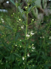 Teucrium trifidum
