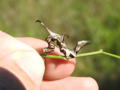 Phyprosopus callitrichoides