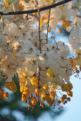 Cassia × nealiae