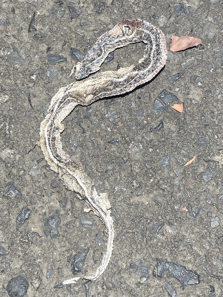 Buff Striped Keelback in April 2024 by Phan Vũ Phúc Lân · iNaturalist