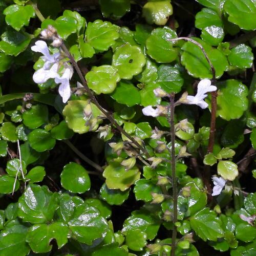 Plectranthus lucidus, photograph 6