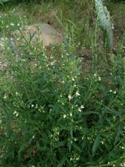 Teucrium trifidum