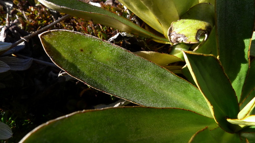 Image of Celmisia dallii by (c) Sarah Richardson, some rights reserved (CC BY)