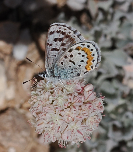 Buckwheat Blue photo 4