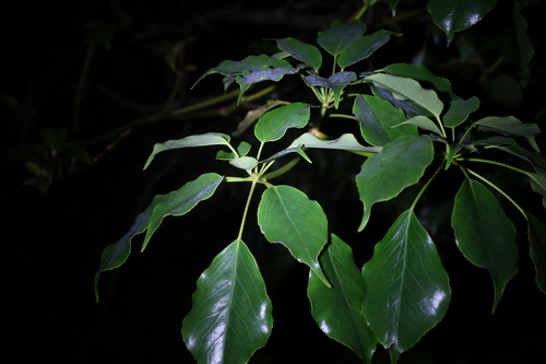 Image of Cartwheel Tree (Trochodendron aralioides) by (c) 林正文, some rights reserved (CC BY)