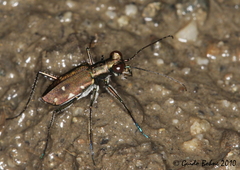 Cylindera discreta