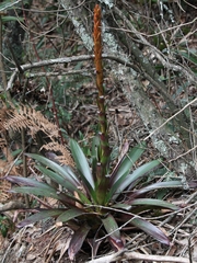Tillandsia pastensis
