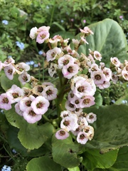 Bergenia crassifolia