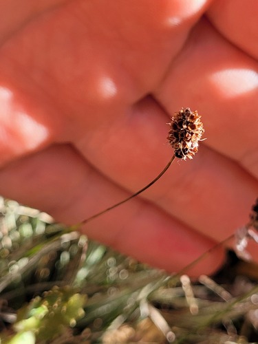Luzula ulophylla, photograph 5