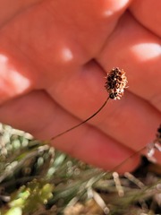 Luzula ulophylla, photograph (c) Julia Palmer, some rights reserved (CC BY)