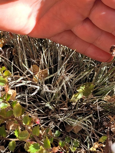 Luzula ulophylla, photograph 6
