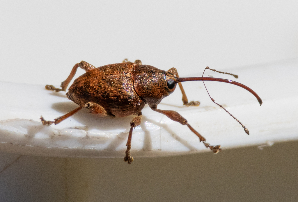 Acorn weevil (Curculio glandium)