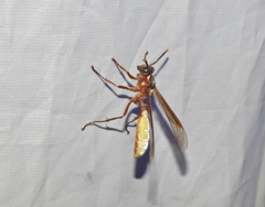 Apoica pallens image