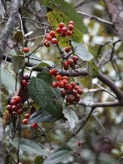 Smilax tomentosa