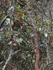 Smilax tomentosa