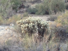 Campylorhynchus brunneicapillus