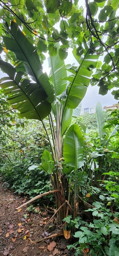 Strelitzia nicolai