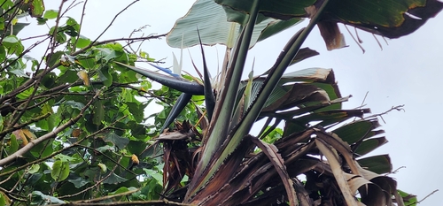 Strelitzia nicolai