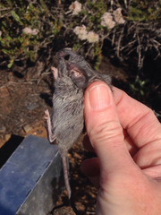 Peromyscus fraterculus