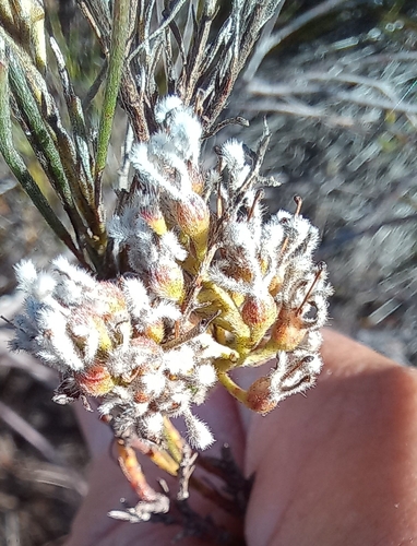 Image of Spatalla racemosa by (c) Adele SL, some rights reserved (CC BY)