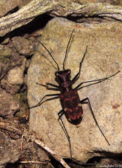 Polyrhanis arfakensis