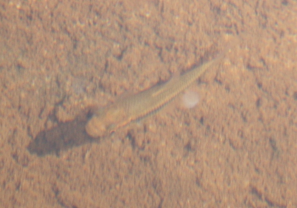 Redeye Labeo (Labeo cylindricus)