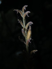 Erythrodes