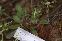 Trifolium hirtum
