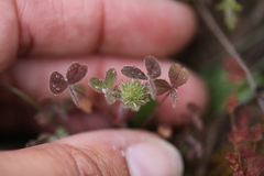 Trifolium hirtum